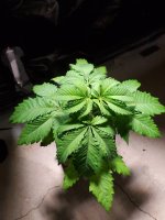 20201229_213312.jpg