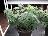 Set 1 Plant 1 Backside Shot.jpg