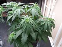Set 1 Plant 2 Backside Shot.jpg