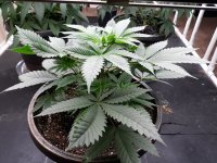 Set 1 Plant 3 Not Topped Yet.jpg