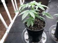 Set 2 Plant 1.jpg