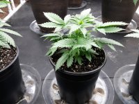Set 2 Plant 2.jpg