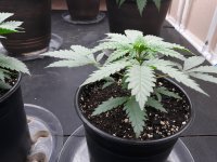 Set 3 Plant 3.jpg