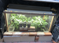 New Grow 10.png