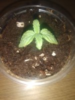 3513699_seedsman-white-widow-grow-journal-by-atacannnseedsmanwhite-widow.jpg
