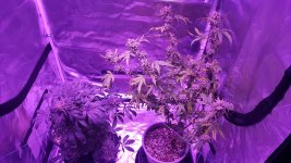 both plants.jpg