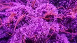 Black Cherry Trichomes.jpg