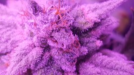 Melonade Trichomes.jpg