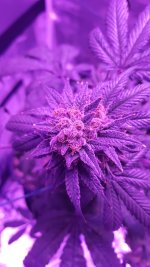 black cherry bud close.jpg