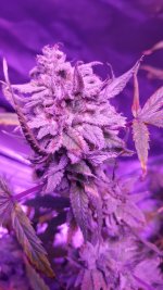 Melonade bud close.jpg