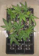 cuttings.png