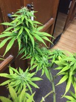 L3.jpg