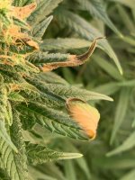 photo129048.jpg