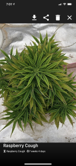 photo129288.png
