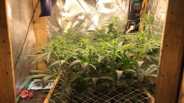 D72F23-Purple-Haze-Malawi.jpg