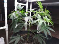 Plant 4.jpg
