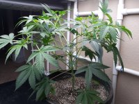 Plant 5.jpg