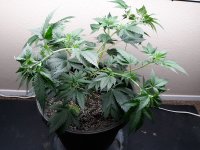 Plant 6 (1).jpg