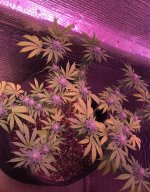 IMG_6749.JPEG