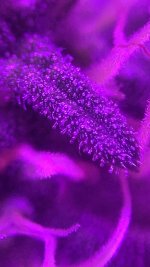 89EA2D10-09F0-4631-B6EA-246F989B19B7.jpeg