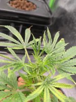 plant6problem2.jpg