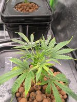 plant6problem.jpg