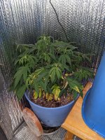 PXL_20210203_160907350.jpg