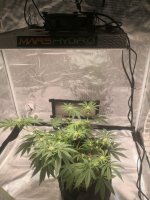 Full plant.jpg