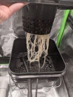 plant3roots.jpg