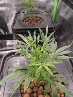 plant6newgrowth.jpg