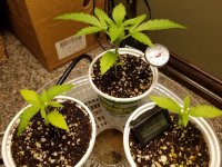 Grow Journal - 2 weeks.jpg