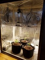 Grow Journal - Christmas 2020 transplanted.jpg