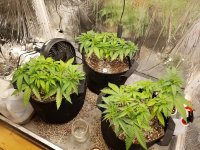 Grow Kournal - Getting bushy.jpeg