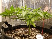 Grow Journal - 1 week in manifold.jpeg