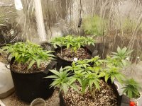 Grow Journal - manifold defoliated 8 weeks.jpeg