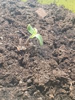 photo130263.jpg