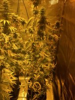 IMG_4924.jpg