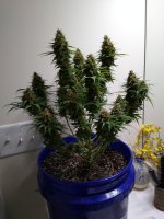 beforeharvest.jpg