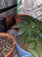 PXL_20210215_181451774.jpg