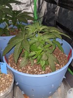 PXL_20210215_181458459.jpg