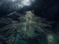 5E1ABDFF-F31C-43CA-8718-5E9CBB07F73E.jpeg