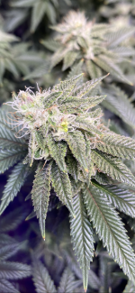 8CBD1A84-B0F0-4214-AE44-099250C86CDA.png