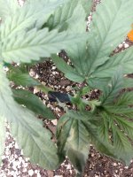 IMG_20210216_111307488.jpg