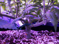 photo131803.png