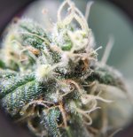 Budstatus1.jpg