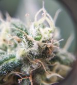 Budstatus2.jpg