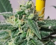 Budstatus4.jpg