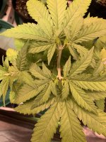 1ED6023E-B2F0-400D-ABC2-F1B7D636BB75.jpeg