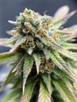 photo132162.jpg