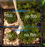 fbb vs no fbb.jpg.png
